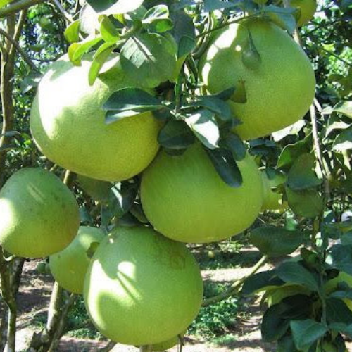 CHIẾT XUẤT VỎ BƯỞI (Mọc tóc)